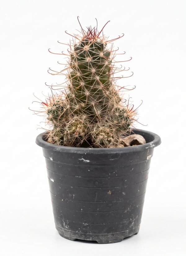 Small Fishhook - potted cactus