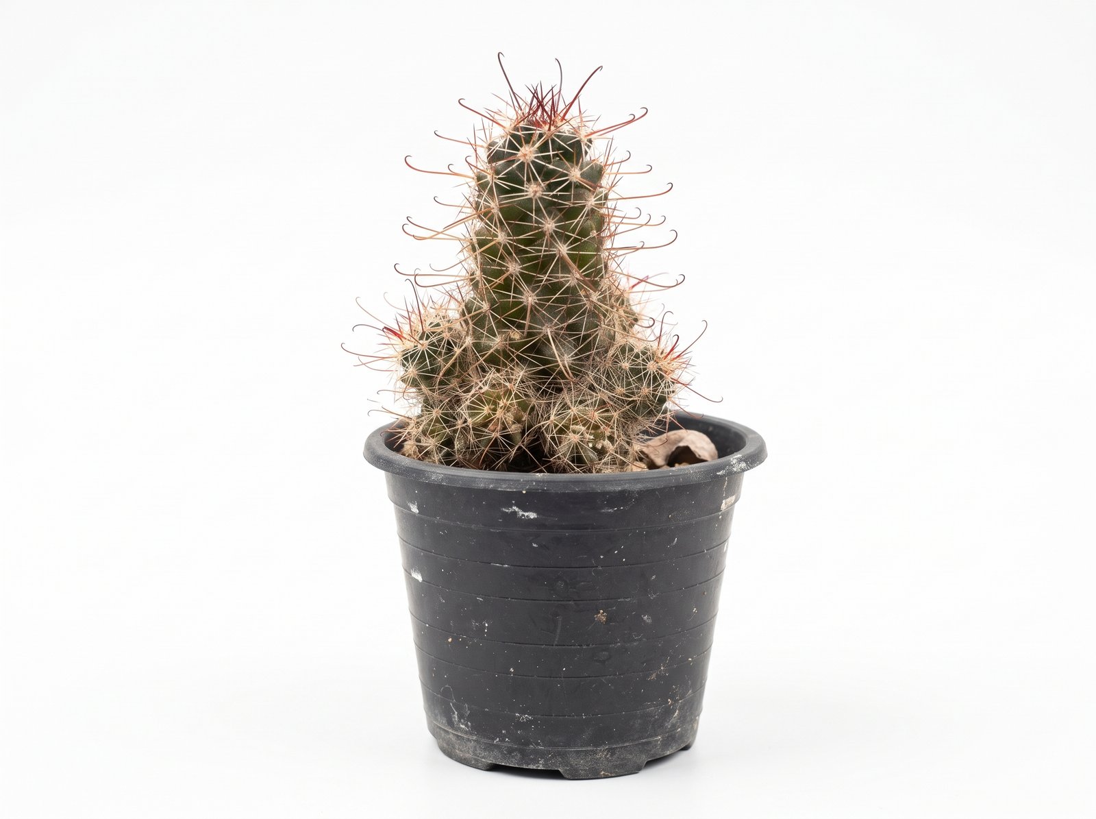 Small Fishhook Small Fishhook - potted cactus