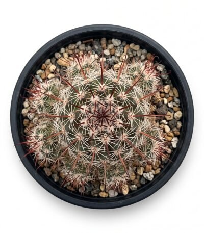 Small Fishhook - potted cactus (view 2)