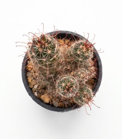 Small Fishhook Pincushion Mini - potted cactus