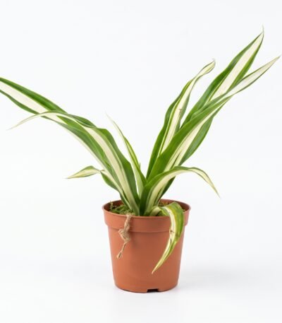 Spider Plant indoor plant