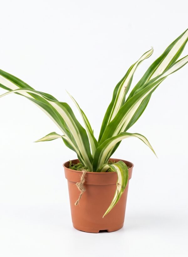 Spider Plant indoor plant
