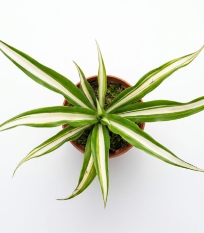 Spider Plant indoor plant - view 2