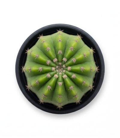 Trichocereus Pasacana f. Brevispinus Mini - potted cactus