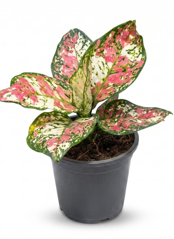 Pink Tricolor