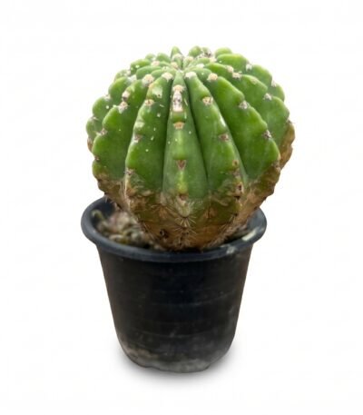 Variegated Easter Lily - potted cactus