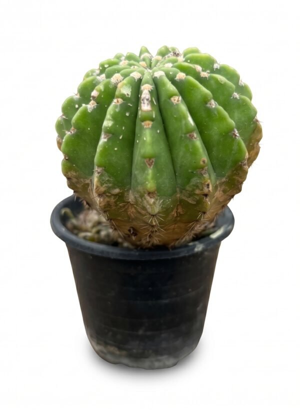 Variegated Easter Lily - potted cactus