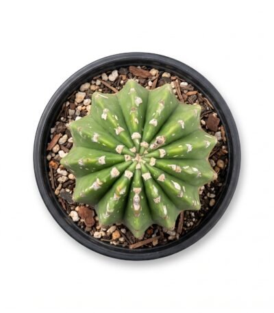 Variegated Easter Lily - potted cactus (view 2)