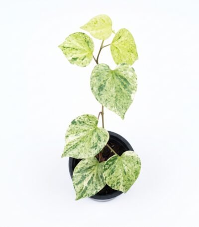 Variegated Piper indoor plant