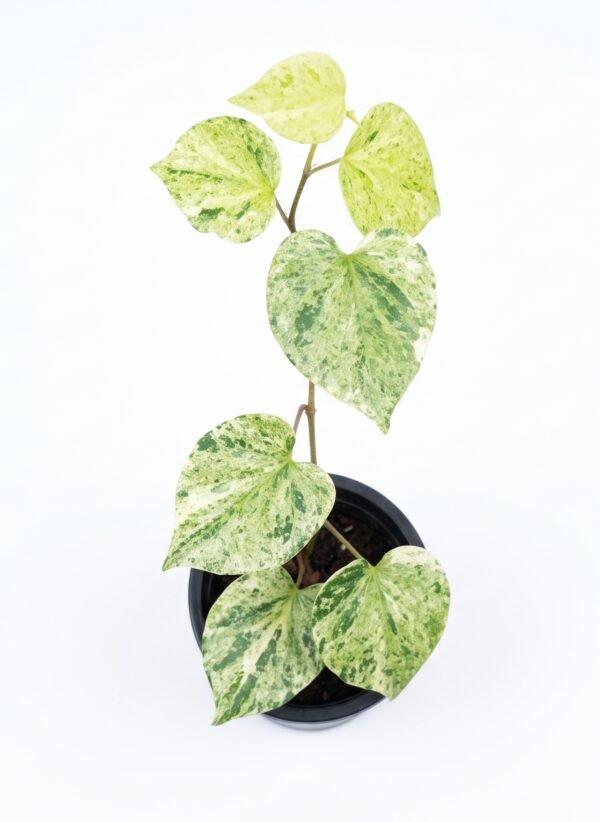 Variegated Piper indoor plant