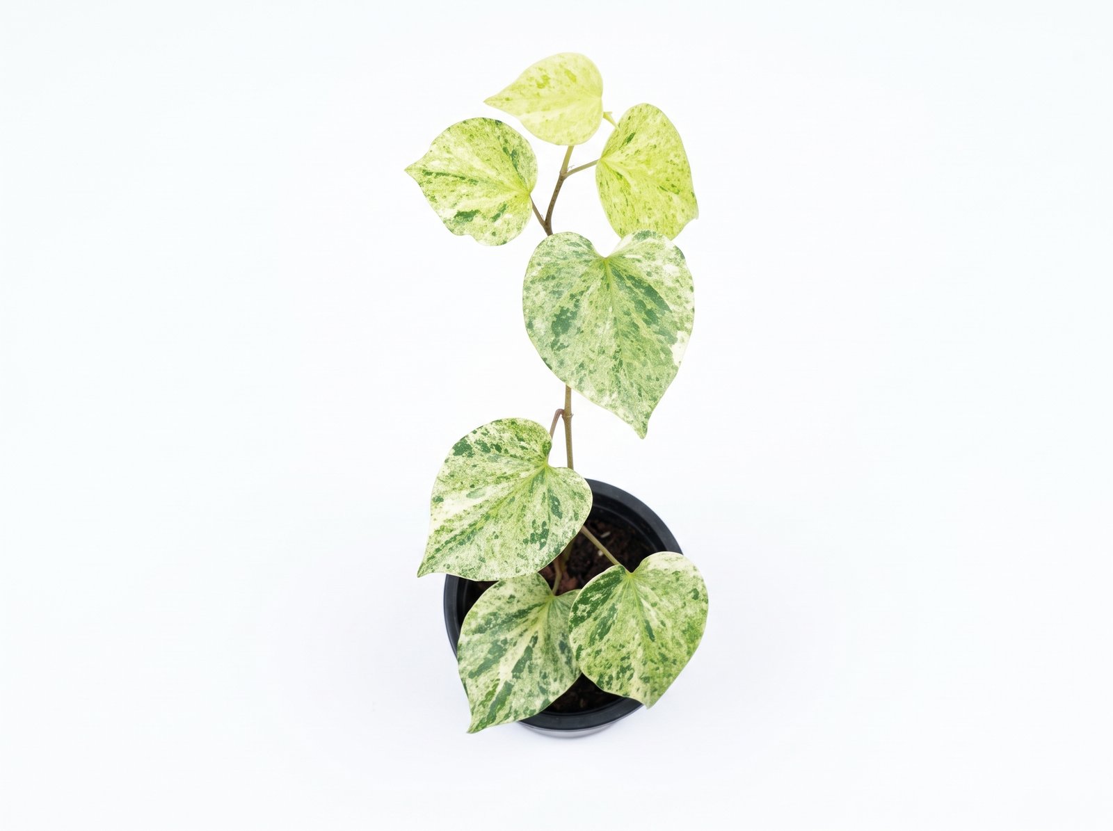 Variegated Piper Variegated Piper indoor plant