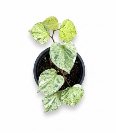 Variegated Piper indoor plant - view 2