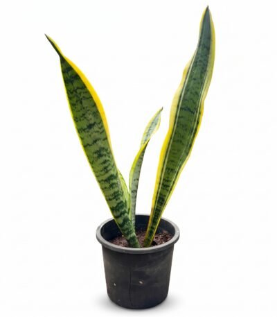 Variegated Snake Plant Mother-in-Law's Tongue