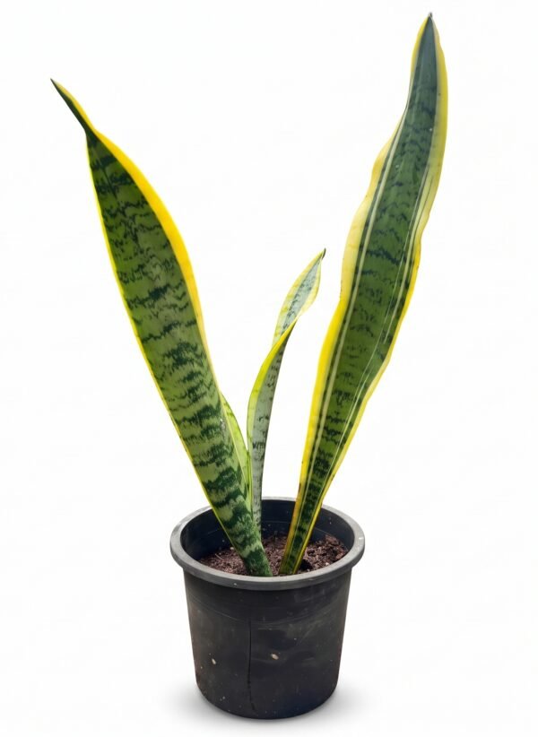 Variegated Snake Plant Mother-in-Law's Tongue