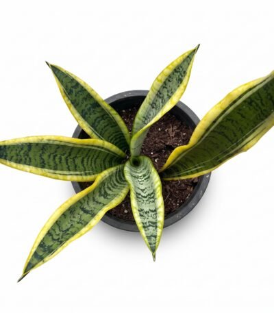 Variegated Snake Plant Mother-in-Law's Tongue close-up