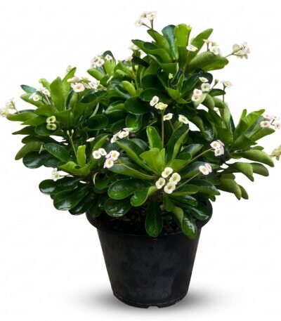 White-Flowered Crown of Thorns plant in a nursery pot