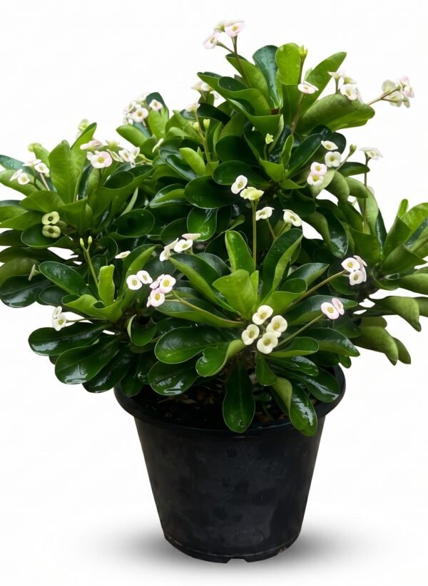 White-Flowered Crown of Thorns plant in a nursery pot