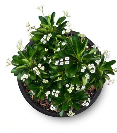 White-Flowered Crown of Thorns plant, additional view